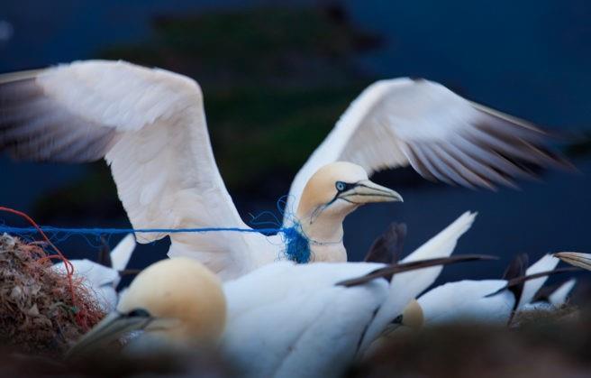 Bilde av fugl med plasttau rundt halsen - Klikk for stort bilde