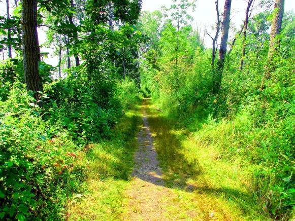 Illustrasjonsbilde - Klikk for stort bilde